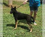 Small #1 German Shepherd Dog Mix