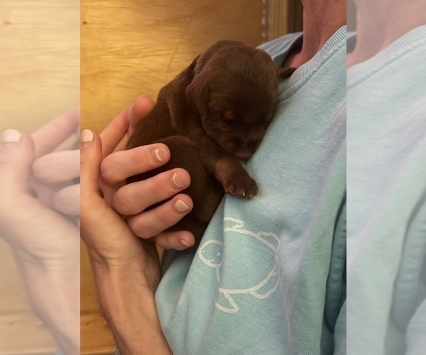 Medium Photo #9 Doberman Pinscher Puppy For Sale in MACOMB TOWNSHIP, MI, USA