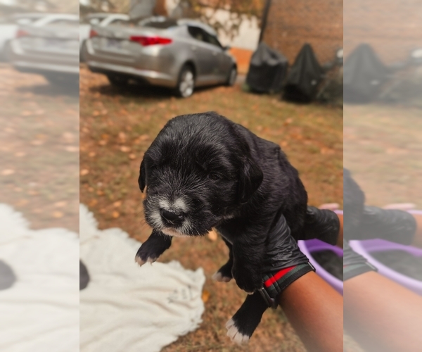Medium Photo #1 Golden Mountain Dog Puppy For Sale in CHARLOTTE, NC, USA