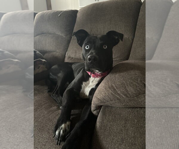Medium Photo #4 Mutt Puppy For Sale in Boston, MA, USA