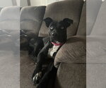 Small #3 Mutt