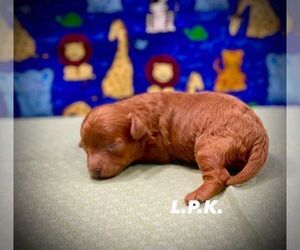 Maltipoo Puppy for sale in WINNSBORO, LA, USA