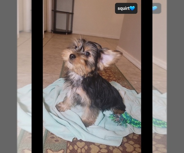 Medium Photo #3 Yorkshire Terrier Puppy For Sale in TUCSON, AZ, USA