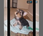 Small #2 Yorkshire Terrier