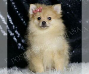 Pomeranian Puppy for sale in WARSAW, IN, USA