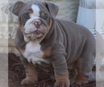 Small Photo #12 English Bulldog Puppy For Sale in HAGERSTOWN, MD, USA