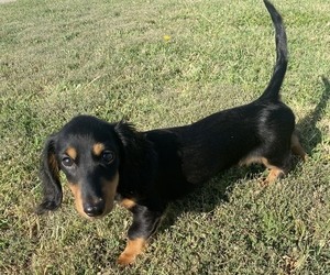 Dachshund Puppy for sale in WICHITA, KS, USA