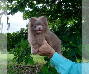 Pomeranian Puppy for sale in WEST PALM BEACH, FL, USA