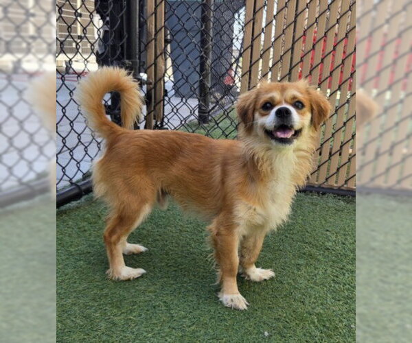 Medium Photo #1 Pekingese-Unknown Mix Puppy For Sale in Norco, CA, USA