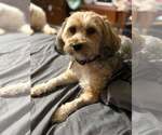 Small #1 Poodle (Miniature) Mix