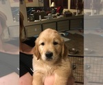 Small Photo #2 Golden Retriever Puppy For Sale in QUEEN CREEK, AZ, USA