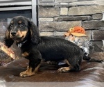 Small Photo #7 Dachshund Puppy For Sale in NOBLESVILLE, IN, USA