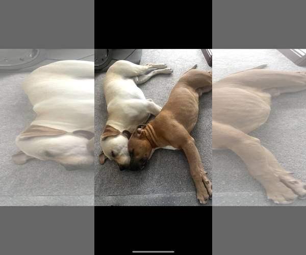 Medium Photo #3 American Pit Bull Terrier Puppy For Sale in Denton, TX, USA