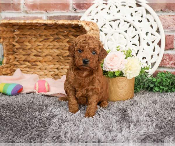 Medium Photo #2 Goldendoodle Puppy For Sale in SYRACUSE, IN, USA