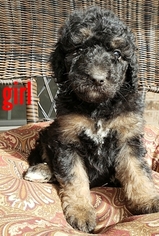 Bernedoodle Puppy for sale in AZLE, TX, USA