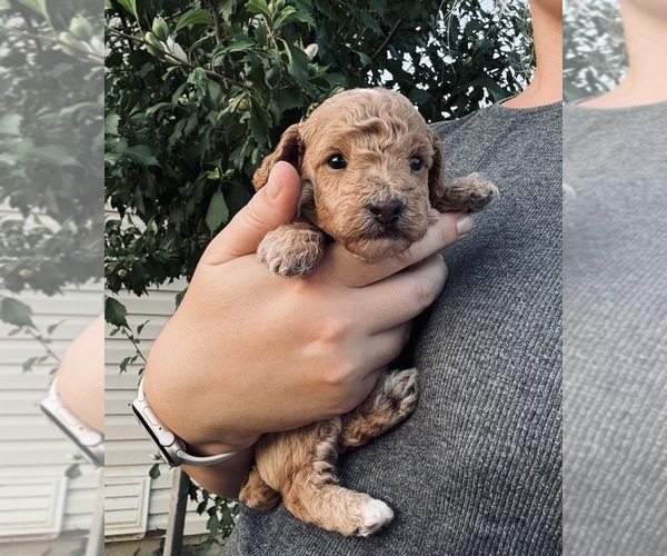 Medium Photo #1 Poodle (Toy) Puppy For Sale in DALLAS, TX, USA