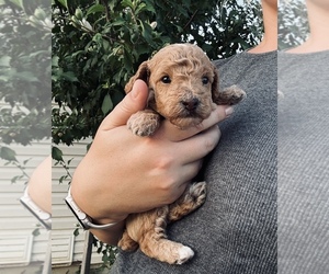 Poodle (Toy) Puppy for Sale in DALLAS, Texas USA