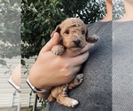 Image preview for Ad Listing. Nickname: AKC Toy Poodle