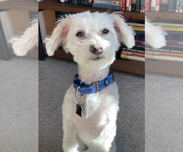 Medium Photo #1 Maltese-Unknown Mix Puppy For Sale in Mundelein, IL, USA