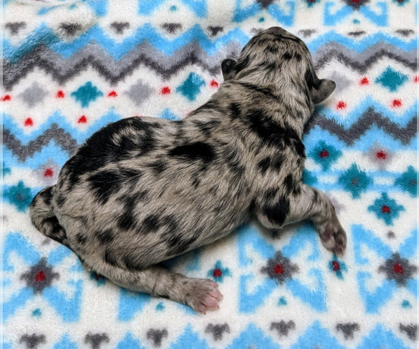 Medium Photo #3 Aussiedoodle Puppy For Sale in SPARTA, MO, USA