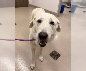 Great Pyrenees Dogs for adoption in Baytown, TX, USA