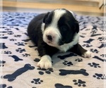 Small Photo #55 Australian Shepherd Puppy For Sale in SALISBURY, NC, USA
