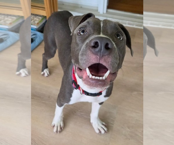 Medium Photo #5 American Pit Bull Terrier-Unknown Mix Puppy For Sale in Germantown, OH, USA