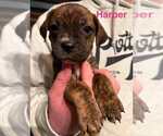 Small #1 Labrador Retriever Mix