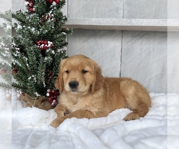 Medium Photo #4 Golden Retriever Puppy For Sale in FREDERICKSBURG, OH, USA