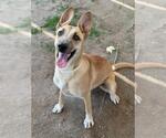 Small #1 Labrador Retriever Mix
