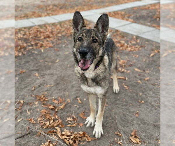 Medium Photo #1 German Shepherd Dog Puppy For Sale in Aurora, CO, USA