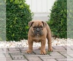 Small #2 Olde English Bulldogge