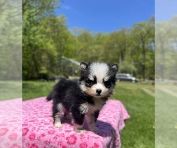 Medium Photo #4 Pomsky Puppy For Sale in DRACUT, MA, USA