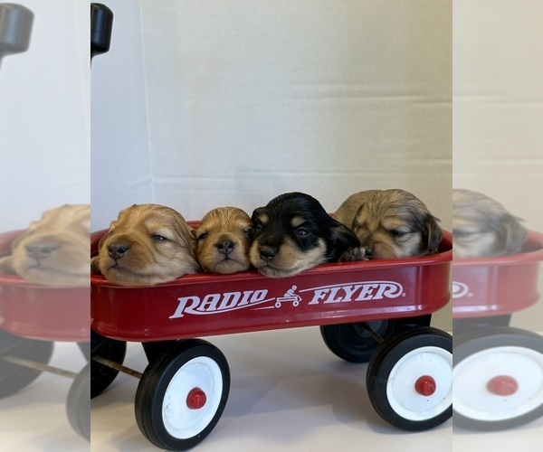 Medium Photo #1 Dachshund Puppy For Sale in BIG BEND, CO, USA