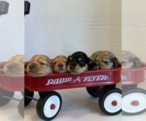 Dachshund Puppy for Sale in BIG BEND, Colorado USA