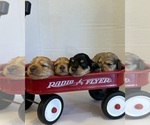 Image preview for Ad Listing. Nickname: Litter of 4