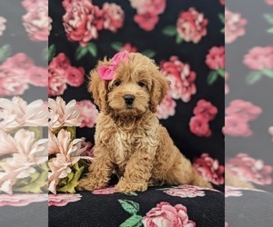 Cock-A-Poo Puppy for sale in NEW HOLLAND, PA, USA