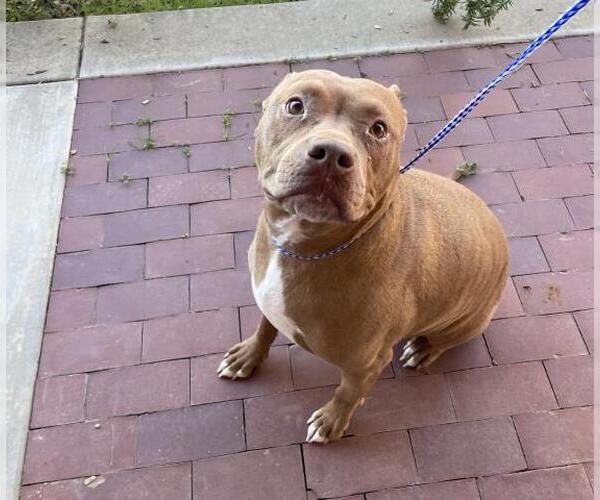 Medium Photo #1 Mutt Puppy For Sale in Jackson, CA, USA