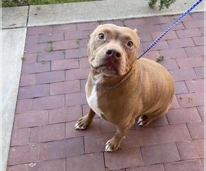 Mutt Dogs for adoption in Jackson, CA, USA