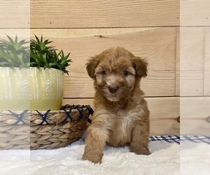 Whoodle Puppy for sale in DOSS, MO, USA