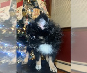 Pomeranian Puppy for sale in CRANSTON, RI, USA