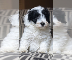 Poodle (Toy) Puppy for Sale in WOODSTOCK, Illinois USA