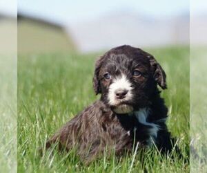 Poodle (Standard)-Springerdoodle Mix Puppy for sale in SAINT IGNATIUS, MT, USA