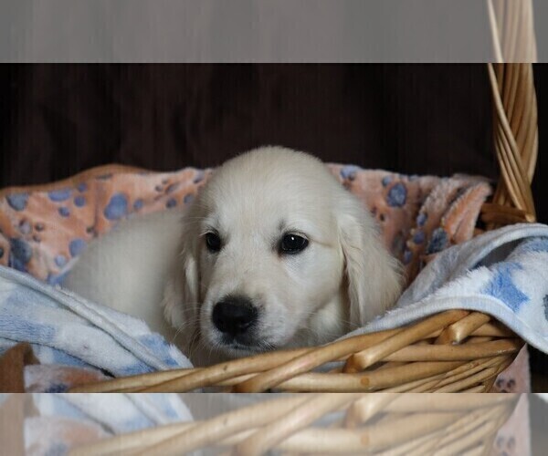 Medium Photo #13 English Cream Golden Retriever Puppy For Sale in LANCASTER, WI, USA