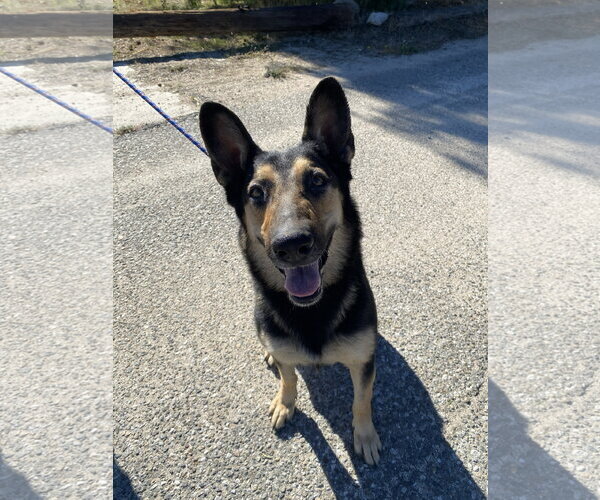 Medium Photo #4 Mutt Puppy For Sale in La Verne, CA, USA