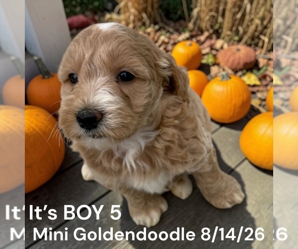 Medium Photo #8 Goldendoodle (Miniature) Puppy For Sale in MONTPELIER, OH, USA
