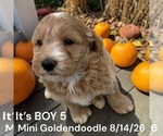 Litter of 7 - Male(s) and Female(s) Goldendoodle (Miniature)Litter of Puppies for Sale - Photo #8