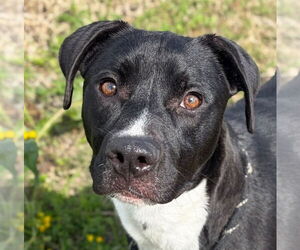 Labrador Retriever-Unknown Mix Dogs for adoption in Jefferson, WI, USA