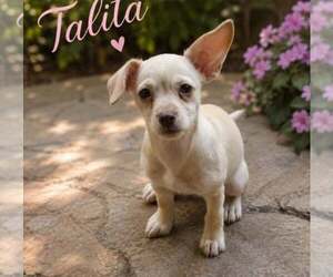Chihuahua-Unknown Mix Dogs for adoption in Morganville, NJ, USA