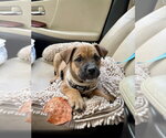 Small #1 Mutt